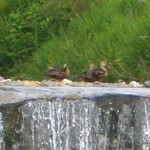 20130702.jpg