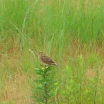 20130704.jpg