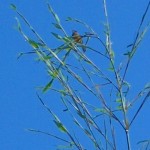 20130713.jpg