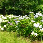 20140621.jpg