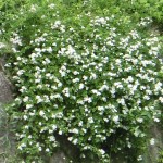 20150522_2.jpg